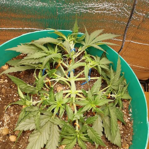 Super Lemon Haze Automatic growlog timeline photo
