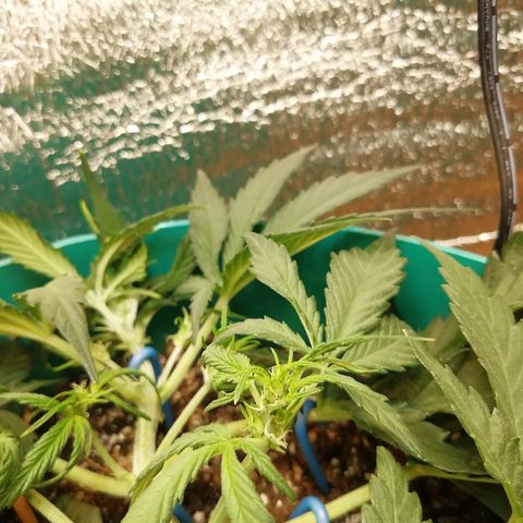 Super Lemon Haze Automatic growlog timeline photo