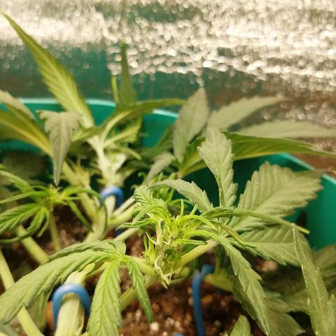 Super Lemon Haze Automatic growlog timeline photo