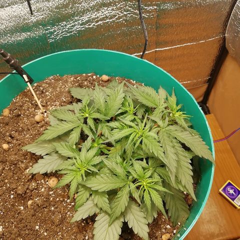 Super Lemon Haze Automatic growlog timeline photo