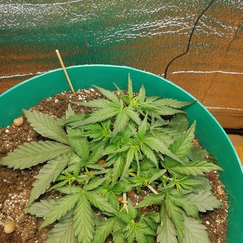 Super Lemon Haze Automatic growlog timeline photo