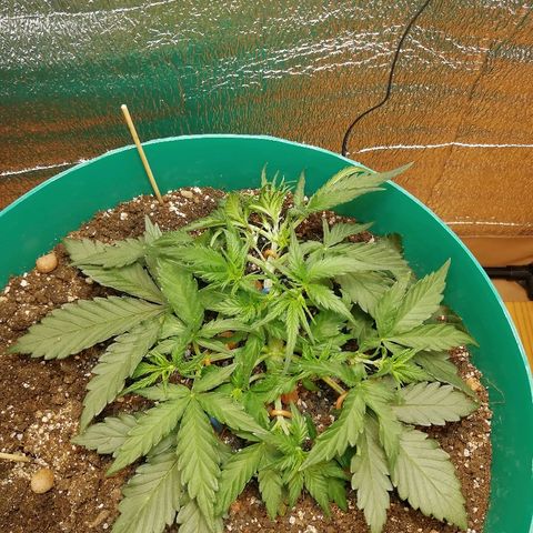 Super Lemon Haze Automatic growlog timeline photo