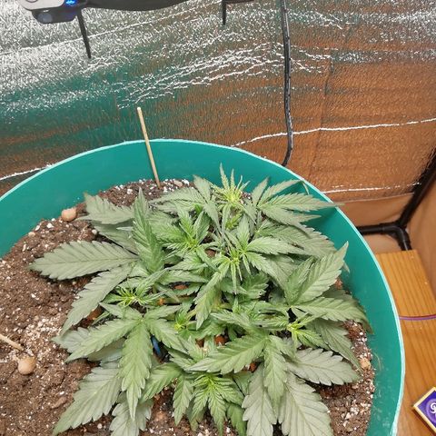 Super Lemon Haze Automatic growlog timeline photo