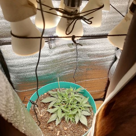 Super Lemon Haze Automatic growlog timeline photo