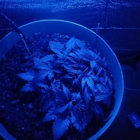 Super Lemon Haze Automatic growlog timeline photo