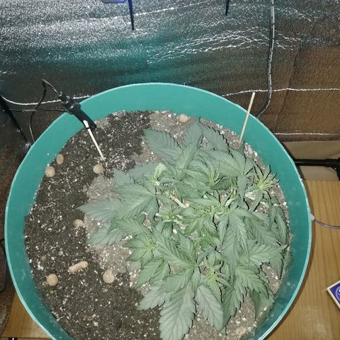 Super Lemon Haze Automatic growlog timeline photo
