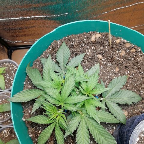 Super Lemon Haze Automatic growlog timeline photo