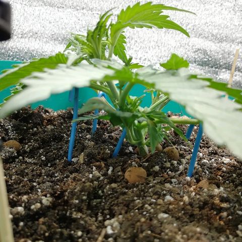 Super Lemon Haze Automatic growlog timeline photo