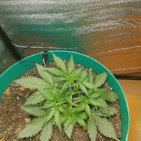Super Lemon Haze Automatic growlog timeline photo