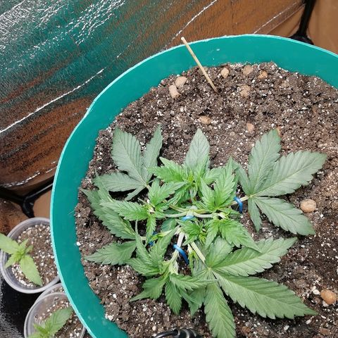 Super Lemon Haze Automatic growlog timeline photo