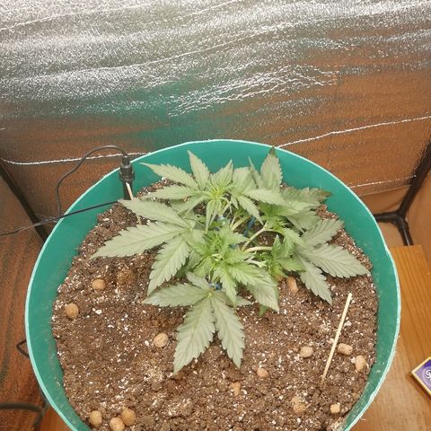 Super Lemon Haze Automatic growlog timeline photo