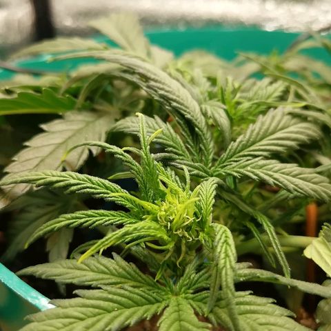 Super Lemon Haze Automatic growlog timeline photo