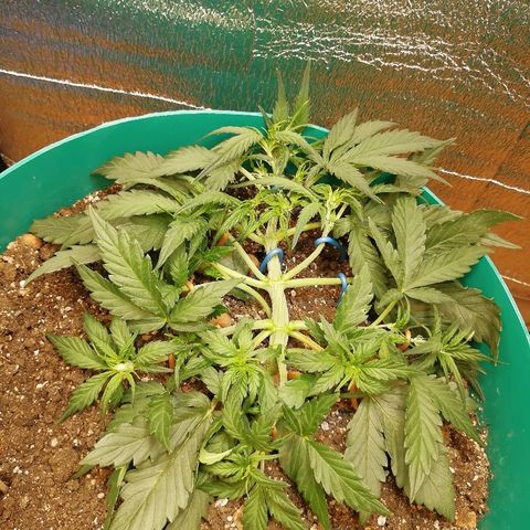 Super Lemon Haze Automatic growlog timeline photo
