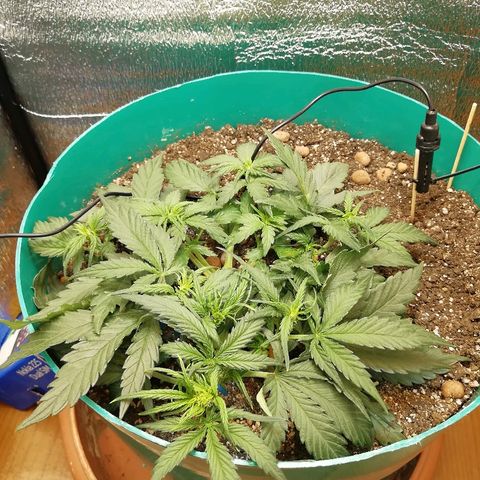 Super Lemon Haze Automatic growlog timeline photo