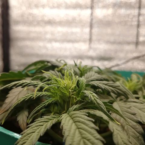 Super Lemon Haze Automatic growlog timeline photo