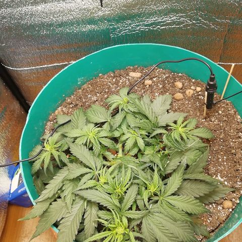 Super Lemon Haze Automatic growlog timeline photo