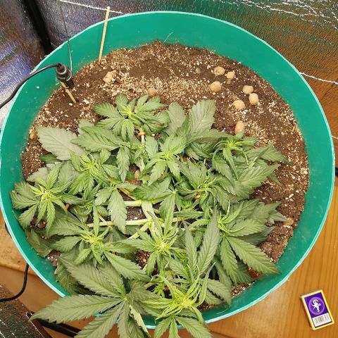 Super Lemon Haze Automatic growlog timeline photo
