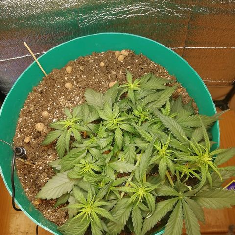 Super Lemon Haze Automatic growlog timeline photo