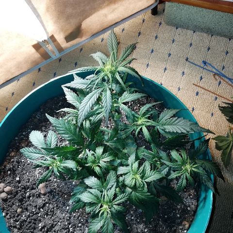 Super Lemon Haze Automatic growlog timeline photo