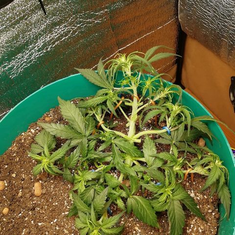 Super Lemon Haze Automatic growlog timeline photo