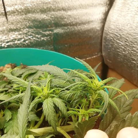 Super Lemon Haze Automatic growlog timeline photo