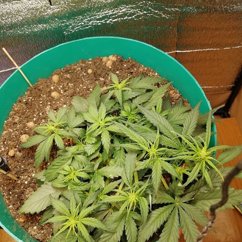 Super Lemon Haze Automatic growlog timeline photo