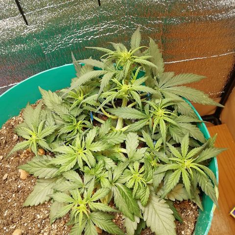 Super Lemon Haze Automatic growlog timeline photo