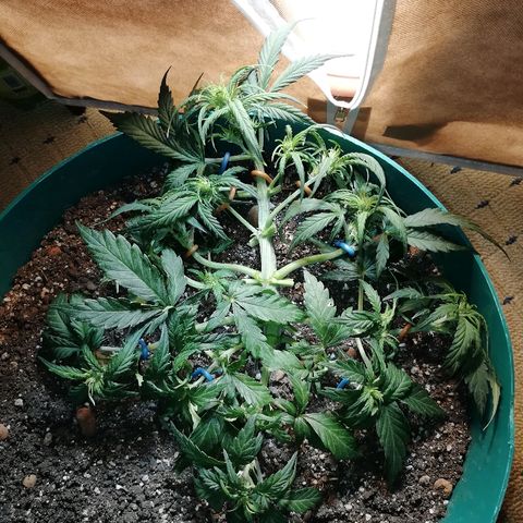 Super Lemon Haze Automatic growlog timeline photo