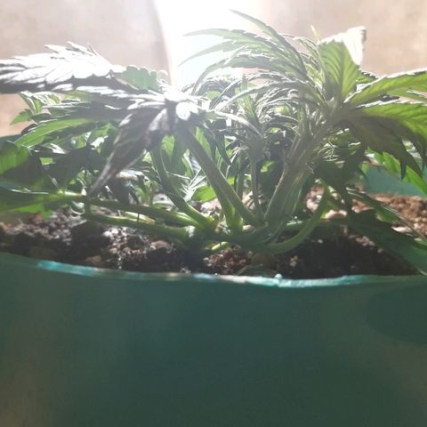 Super Lemon Haze Automatic growlog timeline photo