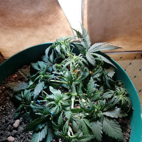 Super Lemon Haze Automatic growlog timeline photo