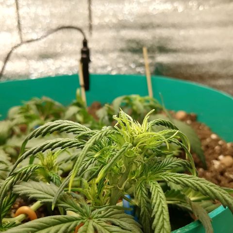 Super Lemon Haze Automatic growlog timeline photo