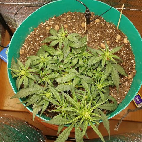 Super Lemon Haze Automatic growlog timeline photo