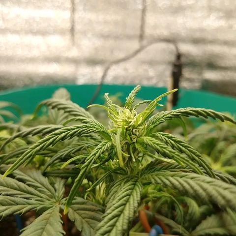 Super Lemon Haze Automatic growlog timeline photo