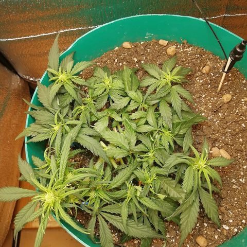 Super Lemon Haze Automatic growlog timeline photo