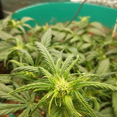 Super Lemon Haze Automatic growlog timeline photo