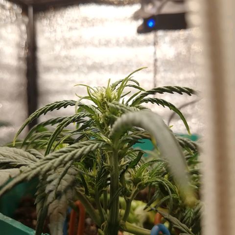 Super Lemon Haze Automatic growlog timeline photo