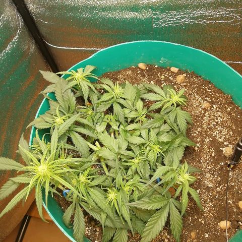 Super Lemon Haze Automatic growlog timeline photo