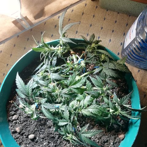 Super Lemon Haze Automatic growlog timeline photo