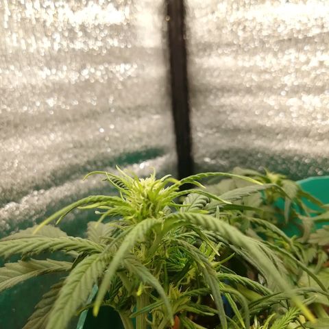 Super Lemon Haze Automatic growlog timeline photo