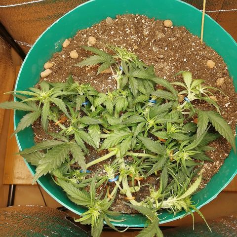 Super Lemon Haze Automatic growlog timeline photo
