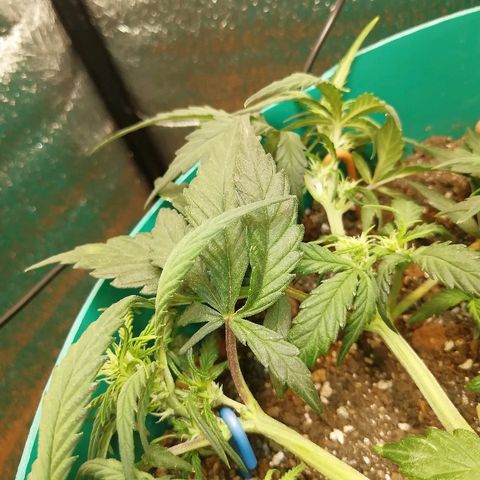 Super Lemon Haze Automatic growlog timeline photo
