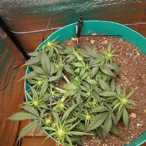 Super Lemon Haze Automatic growlog timeline photo