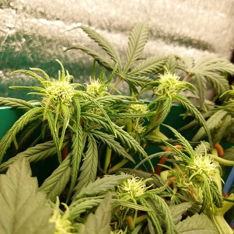 Super Lemon Haze Automatic growlog timeline photo