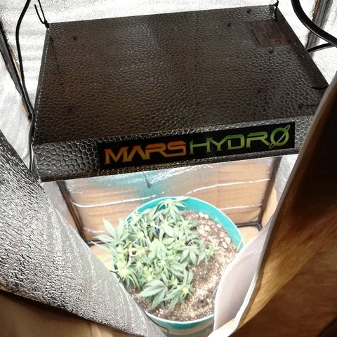 Super Lemon Haze Automatic growlog timeline photo