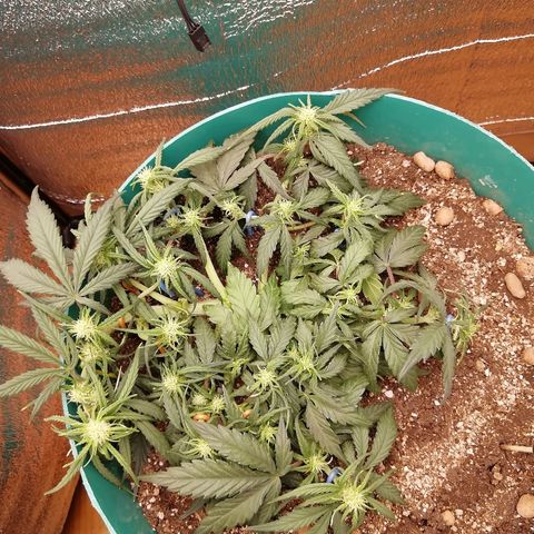 Super Lemon Haze Automatic growlog timeline photo