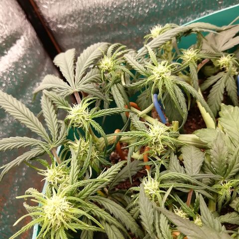 Super Lemon Haze Automatic growlog timeline photo