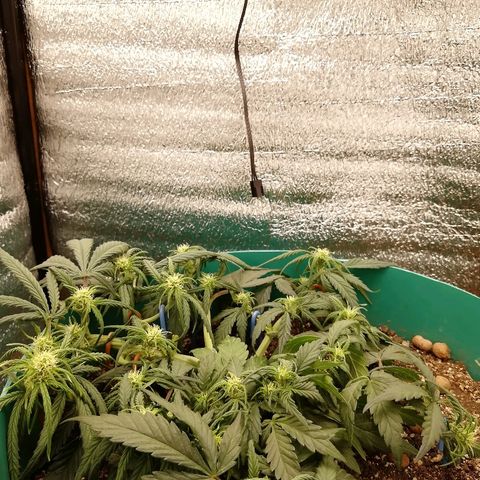 Super Lemon Haze Automatic growlog timeline photo