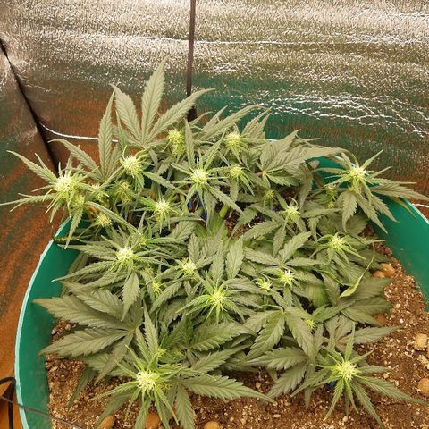 Super Lemon Haze Automatic growlog timeline photo