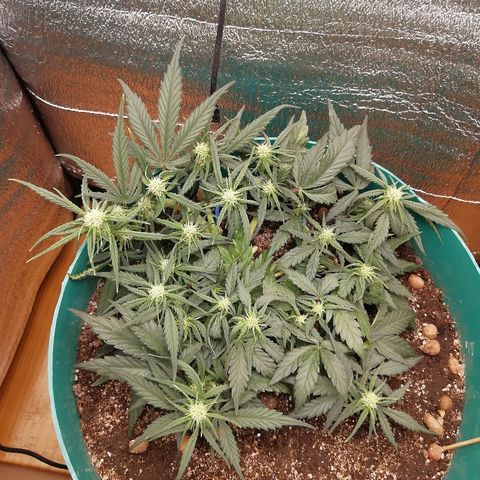 Super Lemon Haze Automatic growlog timeline photo