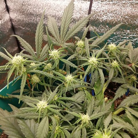 Super Lemon Haze Automatic growlog timeline photo